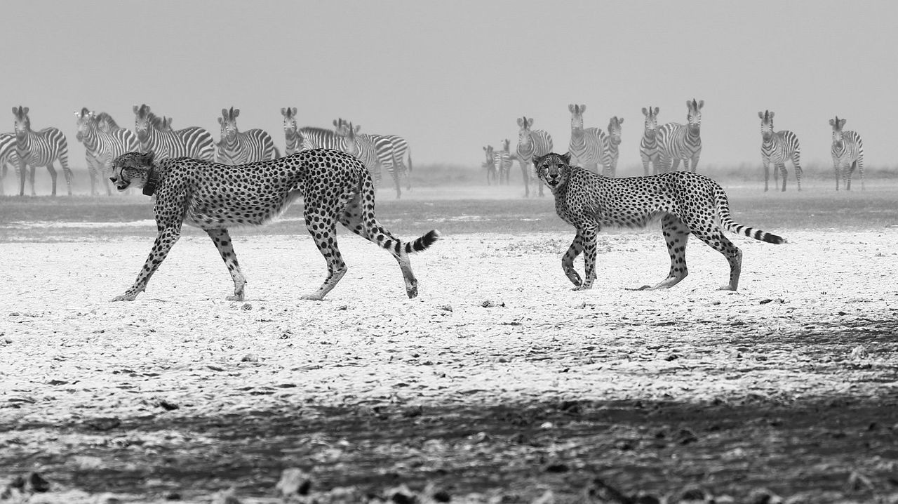 Risky times and risky places interact to affect prey behavior