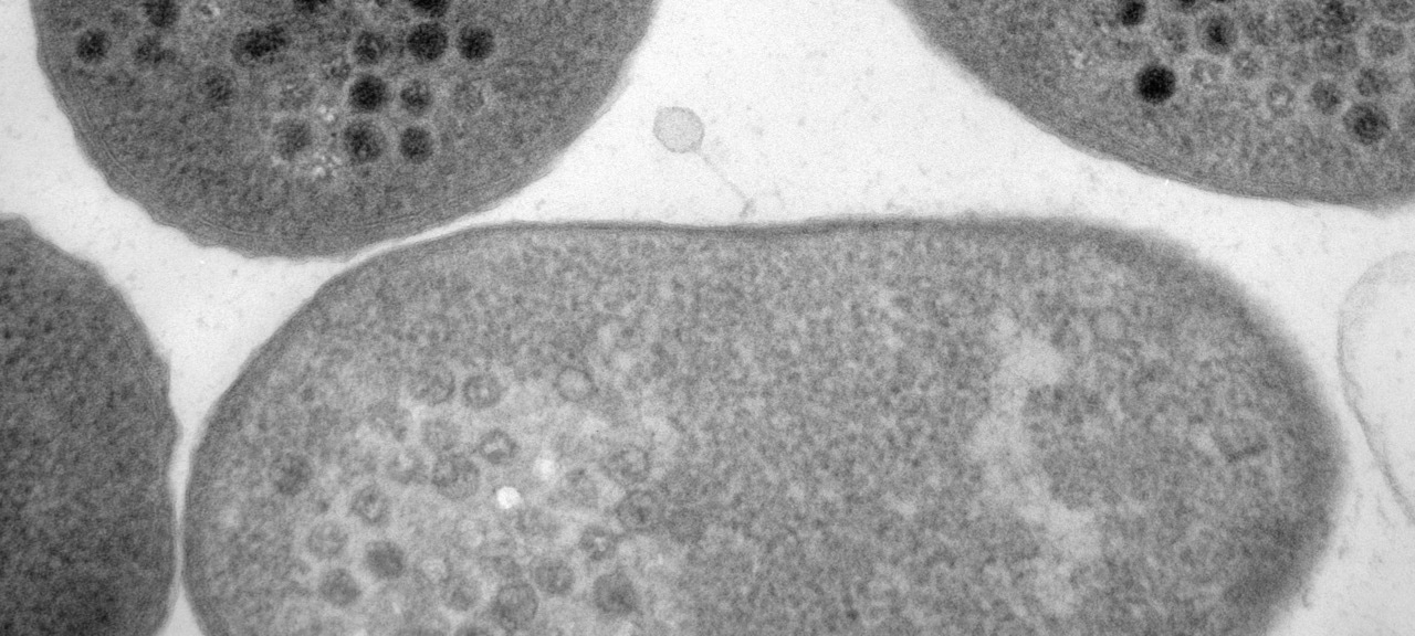 Phagezinating phages of the North Sea