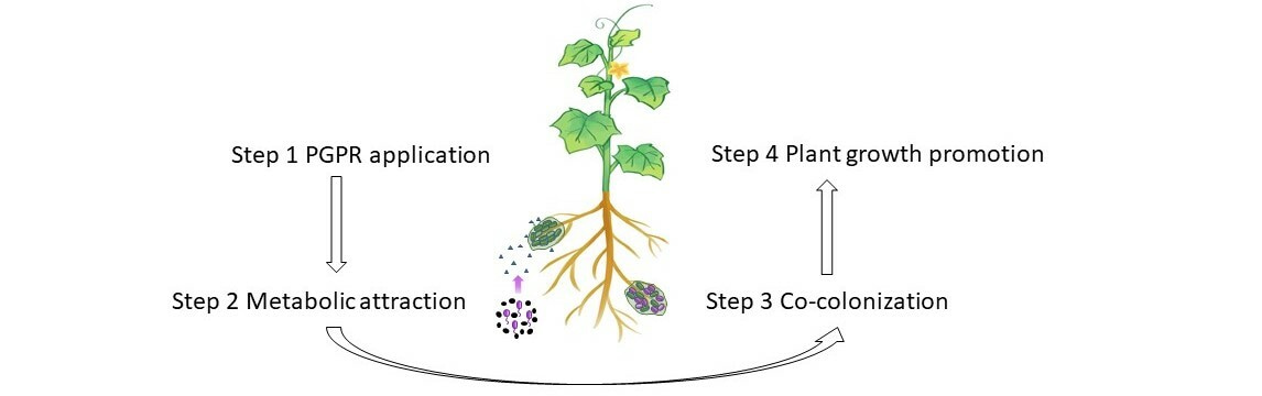 Bacteria are happy together to promote plant growth