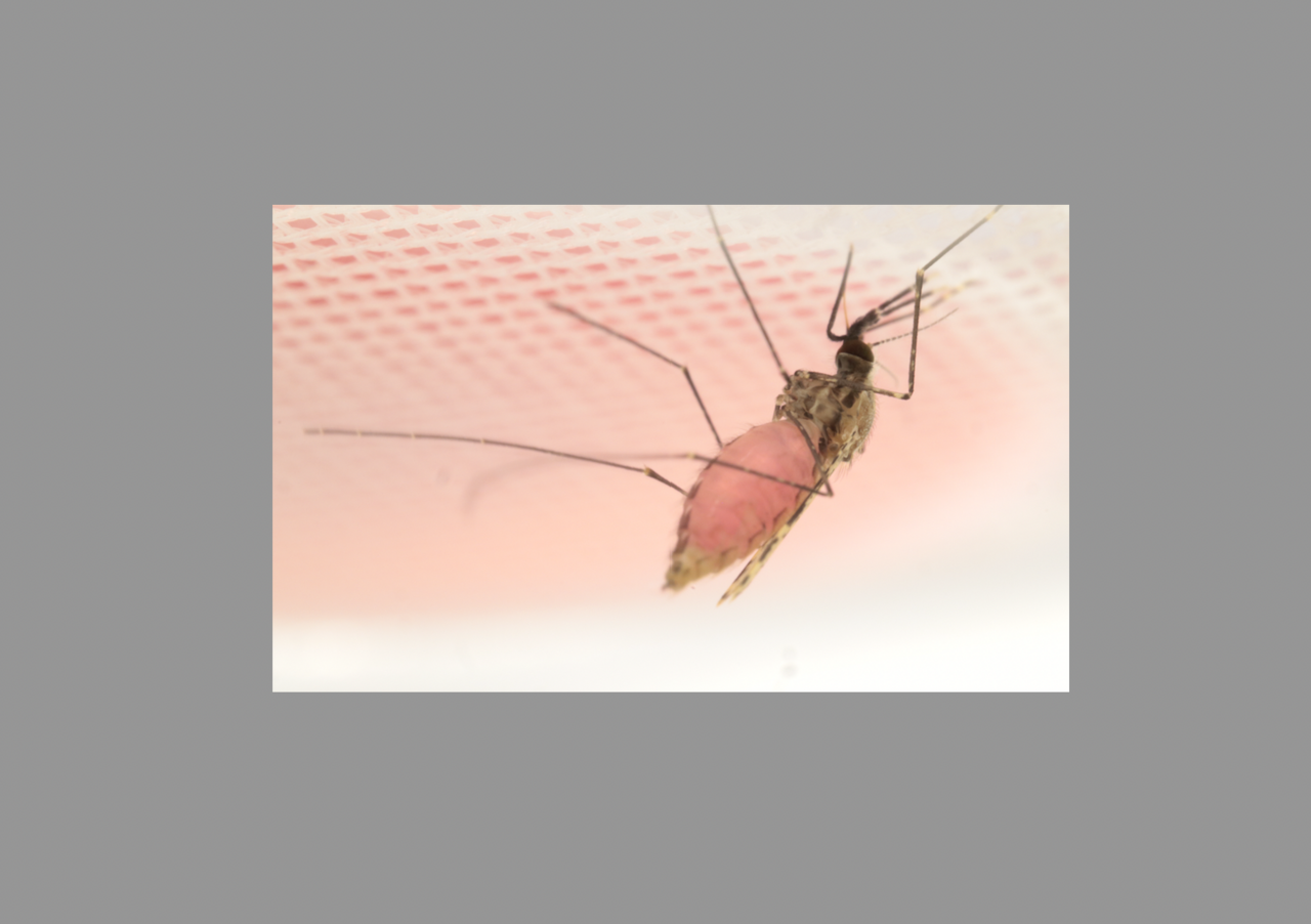 A pink cocktail for global health: a novel, sustainable, feeding-killing trap for pathogen carrying mosquitoes