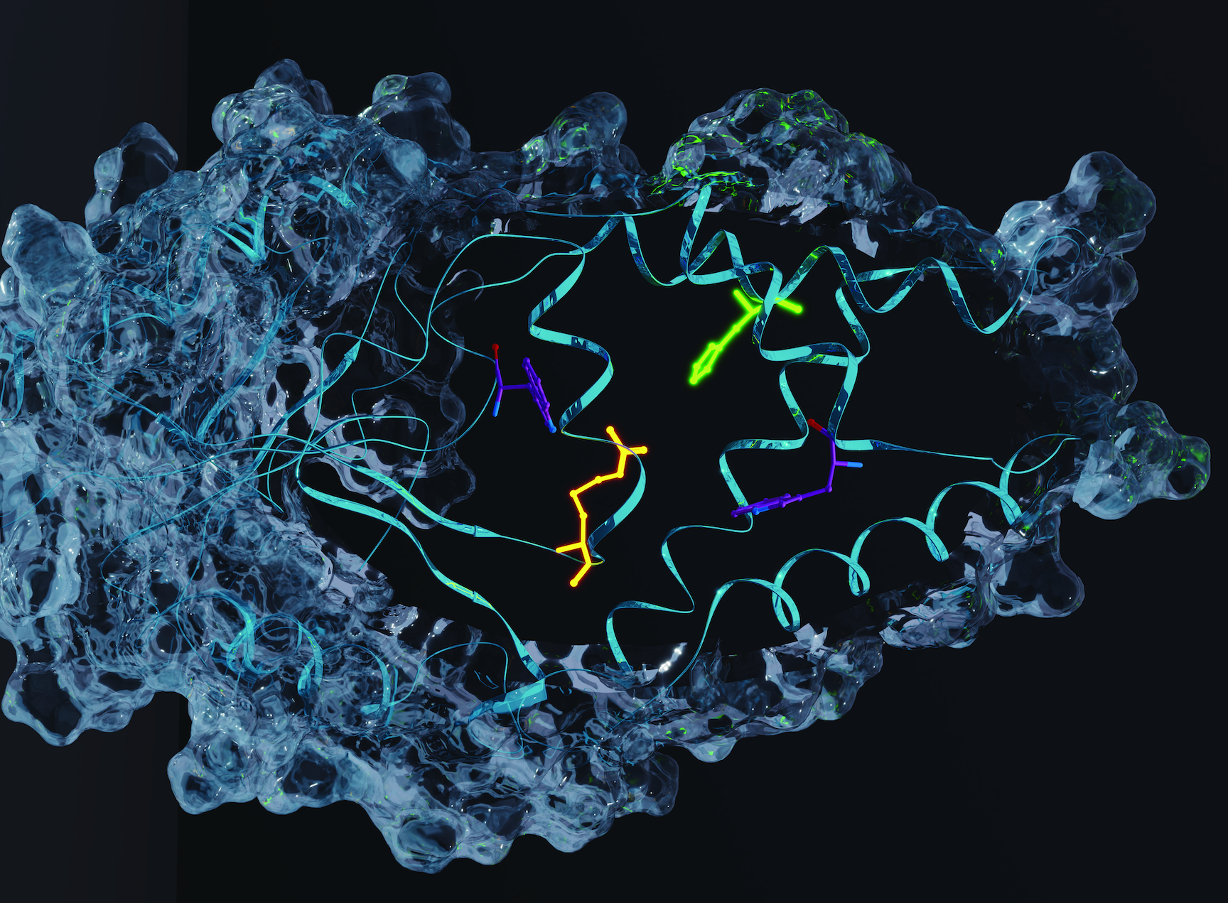 Engineering an efficient and enantioselective enzyme for the Morita–Baylis–Hillman reaction
