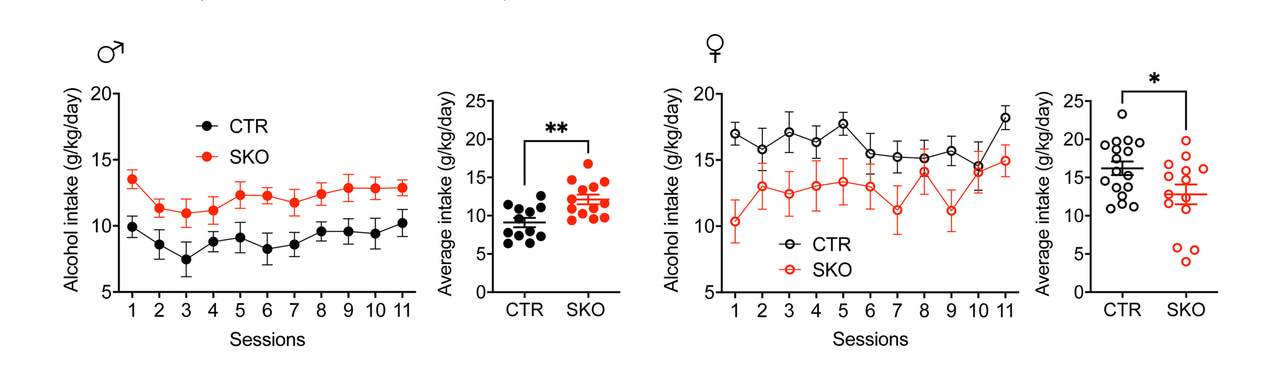 The influence of clock genes on alcohol drinking behaviour