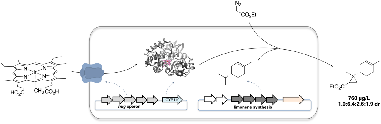 An Alliance between Natural Biosynthesis and Artificial Metalloenzyme