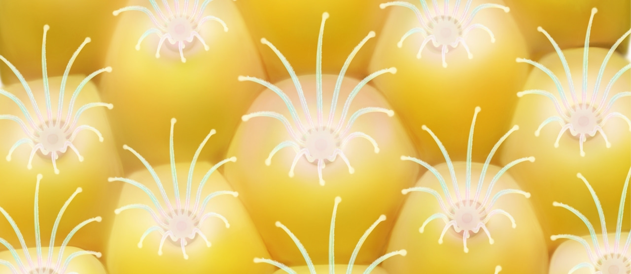 A Cambrian origin for the colonial phylum Bryozoa