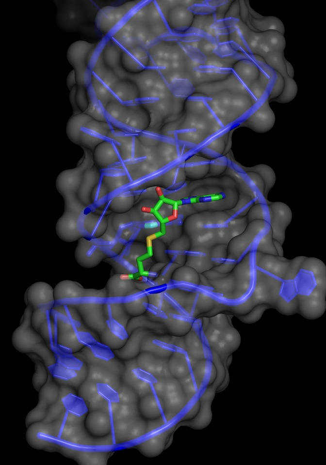 The Identification And Characterization Of A Selected SAM Dependent Methyltransferase Ribozyme That Is Present In Natural Sequences