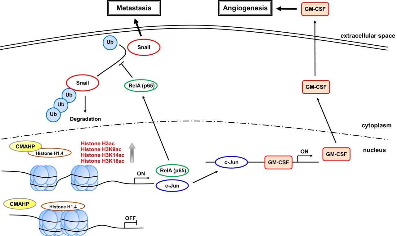 CMAHP promotes metastasis by reducing ubiquitination of Snail and inducing angiogenesis via GM-CSF overexpression in gastric cancer