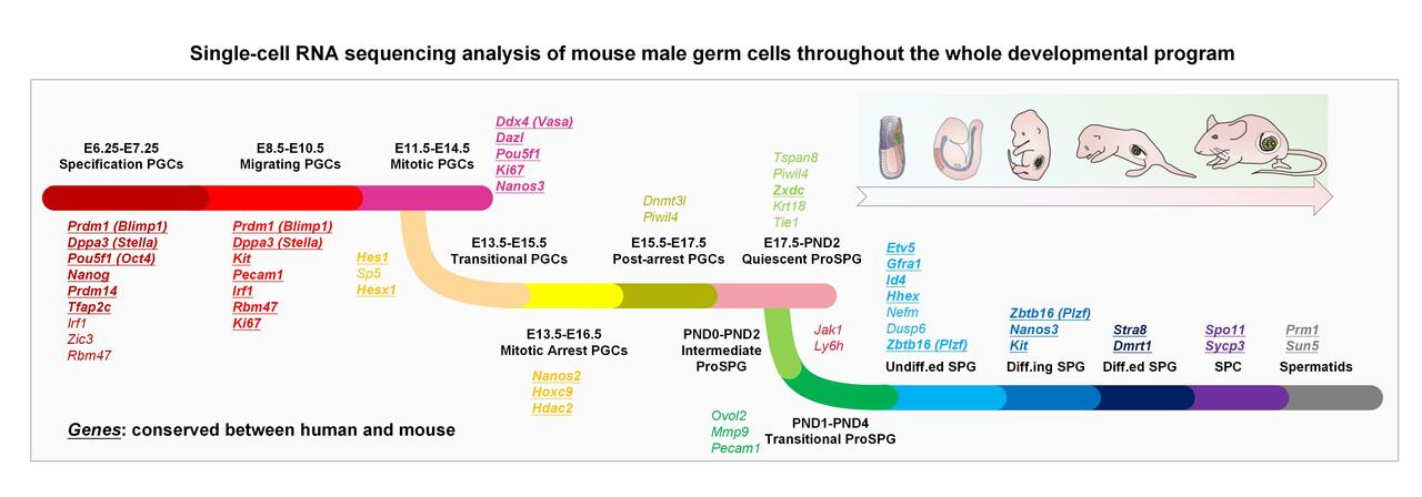 Single-cell transcriptome atlas of mouse male germ cells