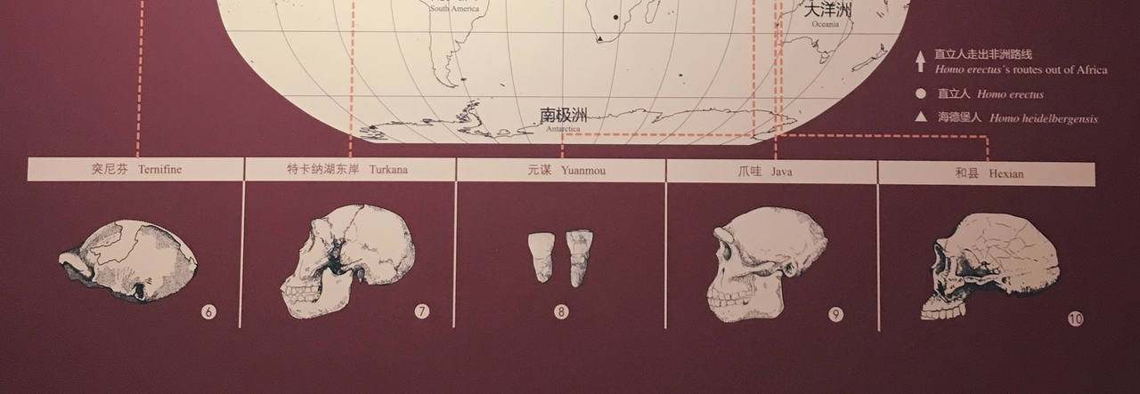 Were Humans the Earliest Users of Fire?