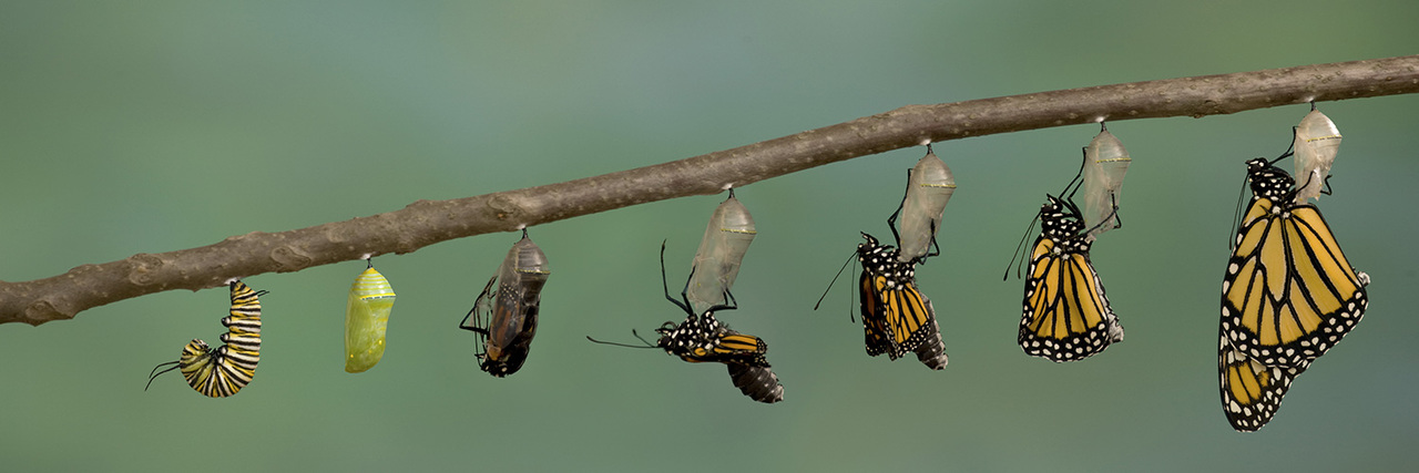 Journal Club | Macroevolution of offspring size in vertebrates mediated by life history