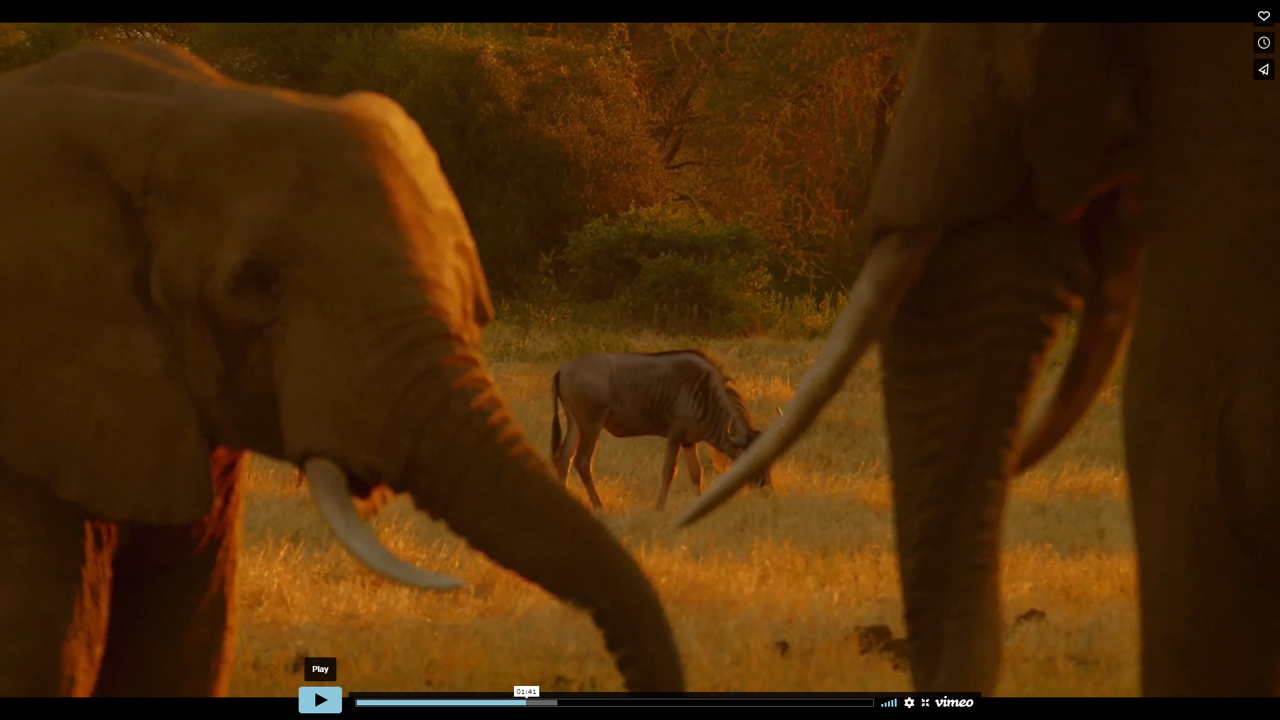 The Elephants of Selenkay