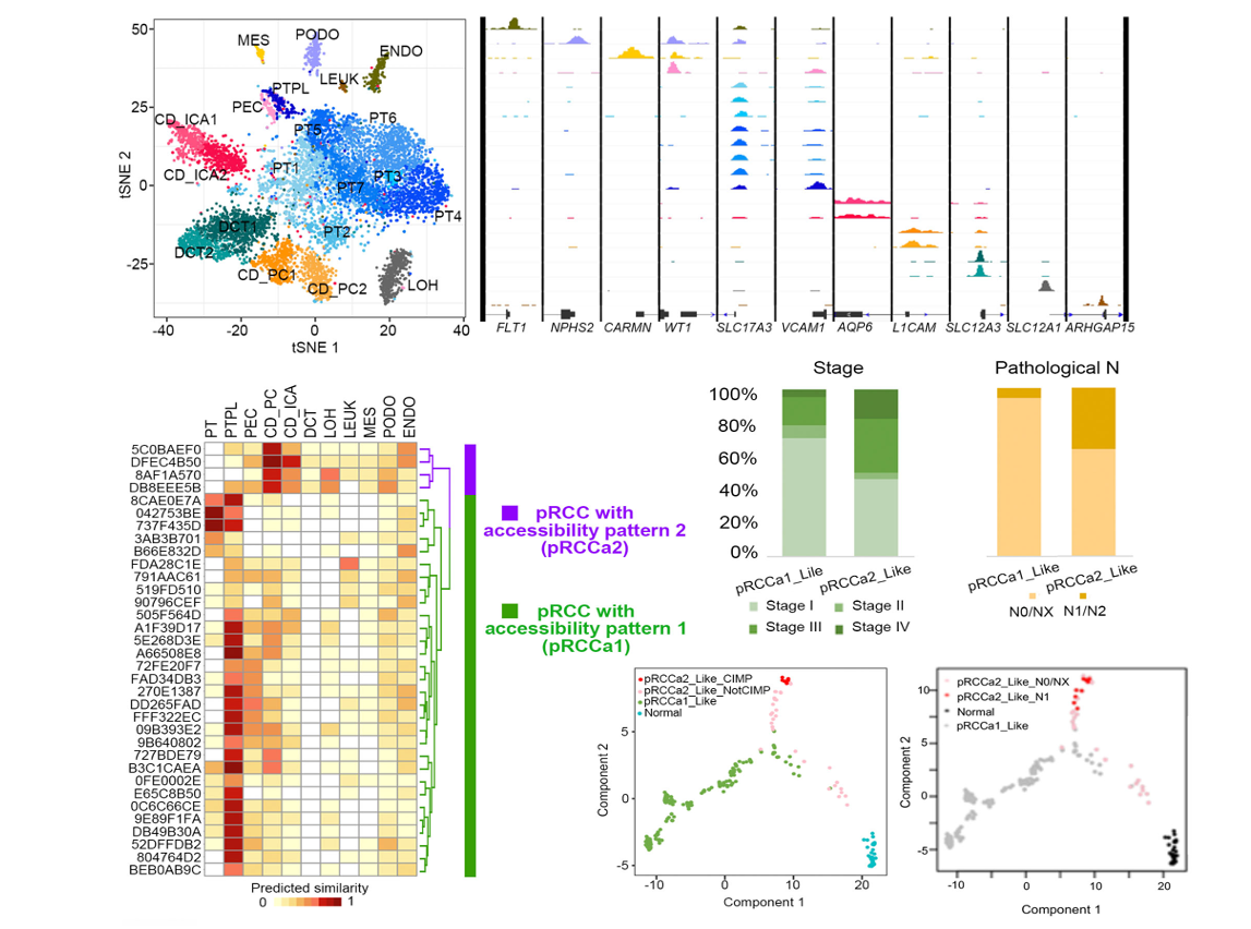 Single-cell chromatin accessibility landscape reveals cell-of-origin and transition of pathogenic cells in diseases