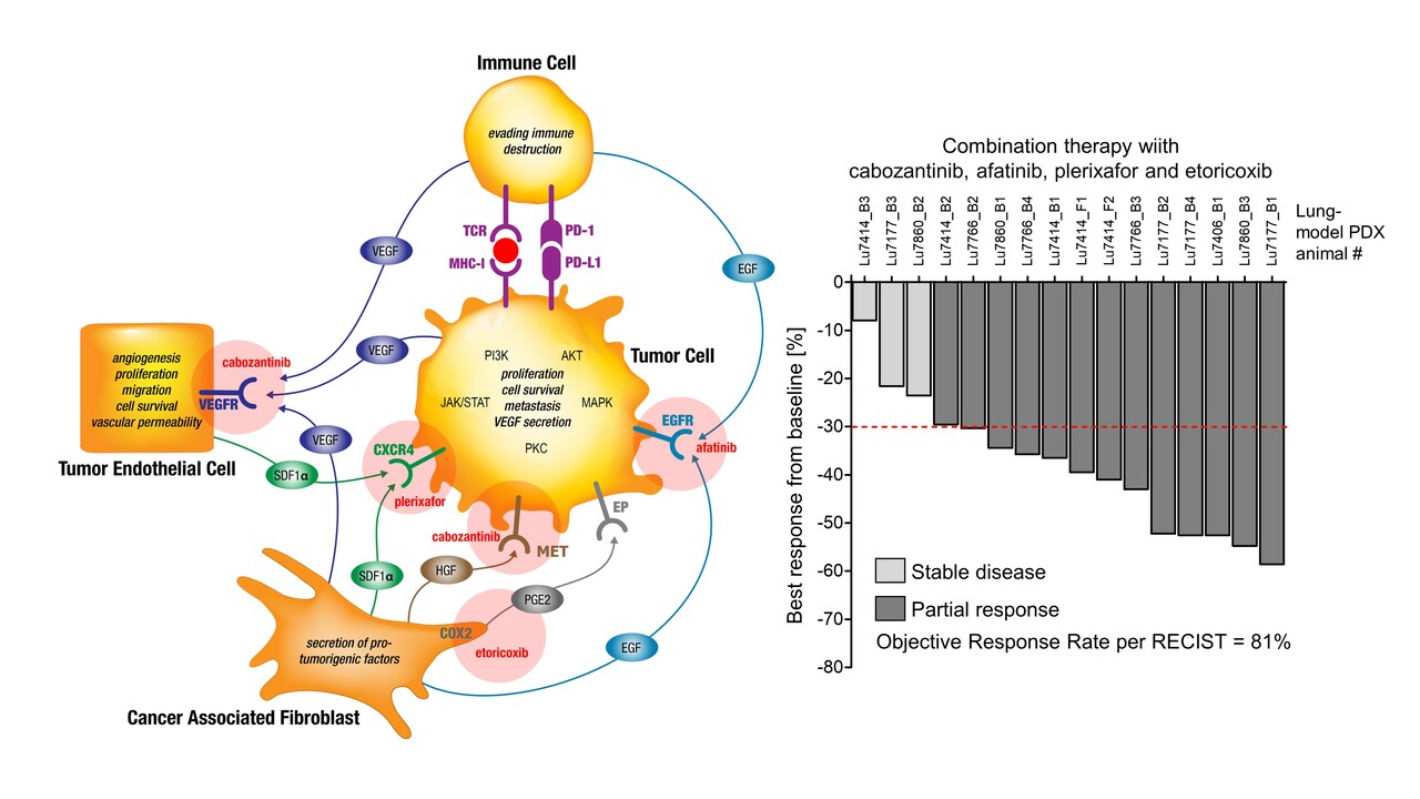 Disruption of the Cellular Tumorigenic Network – A new option for a highly effective therapy in difficult to treat lung cancer patients?