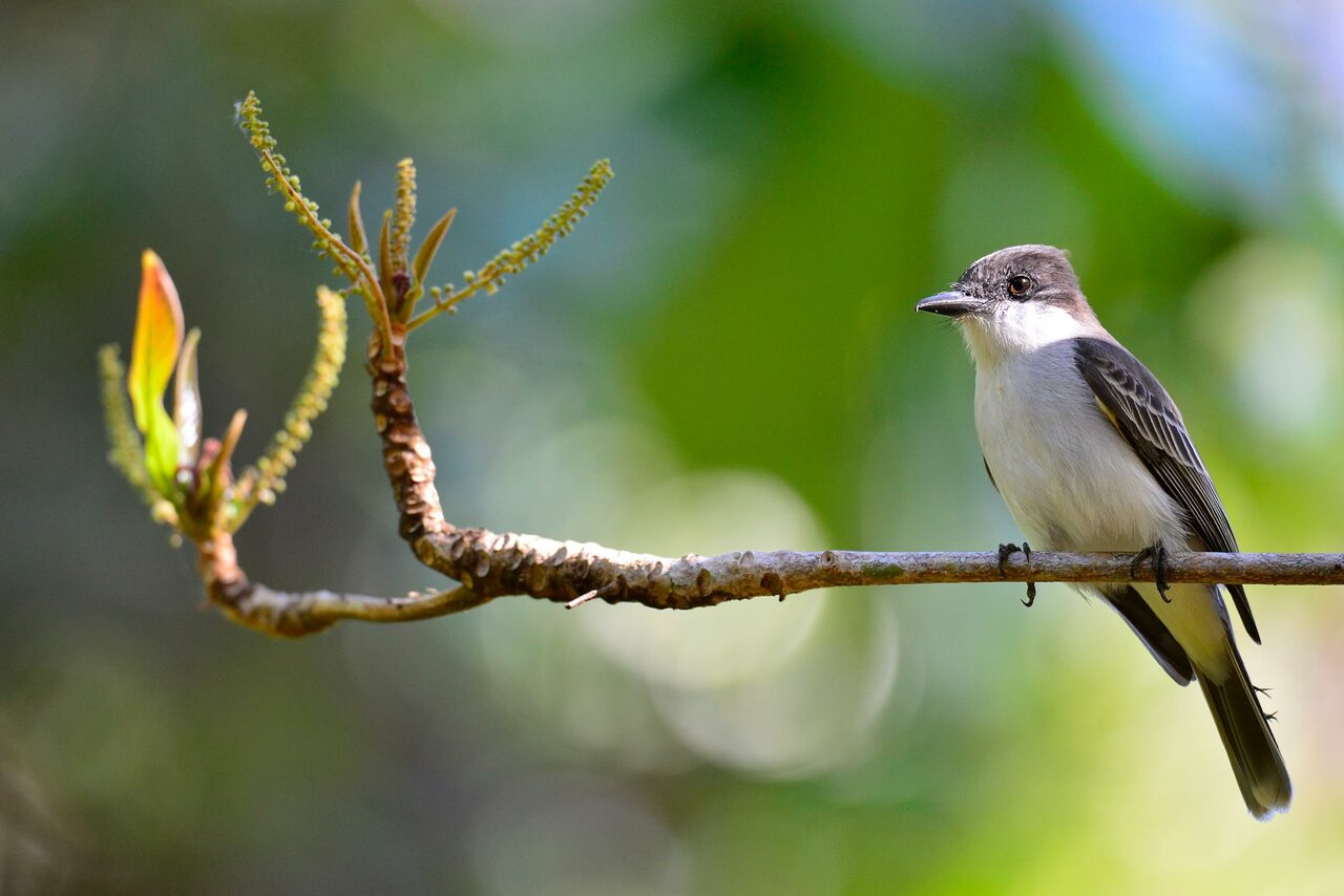 Conservation Nation Grant Opportunity