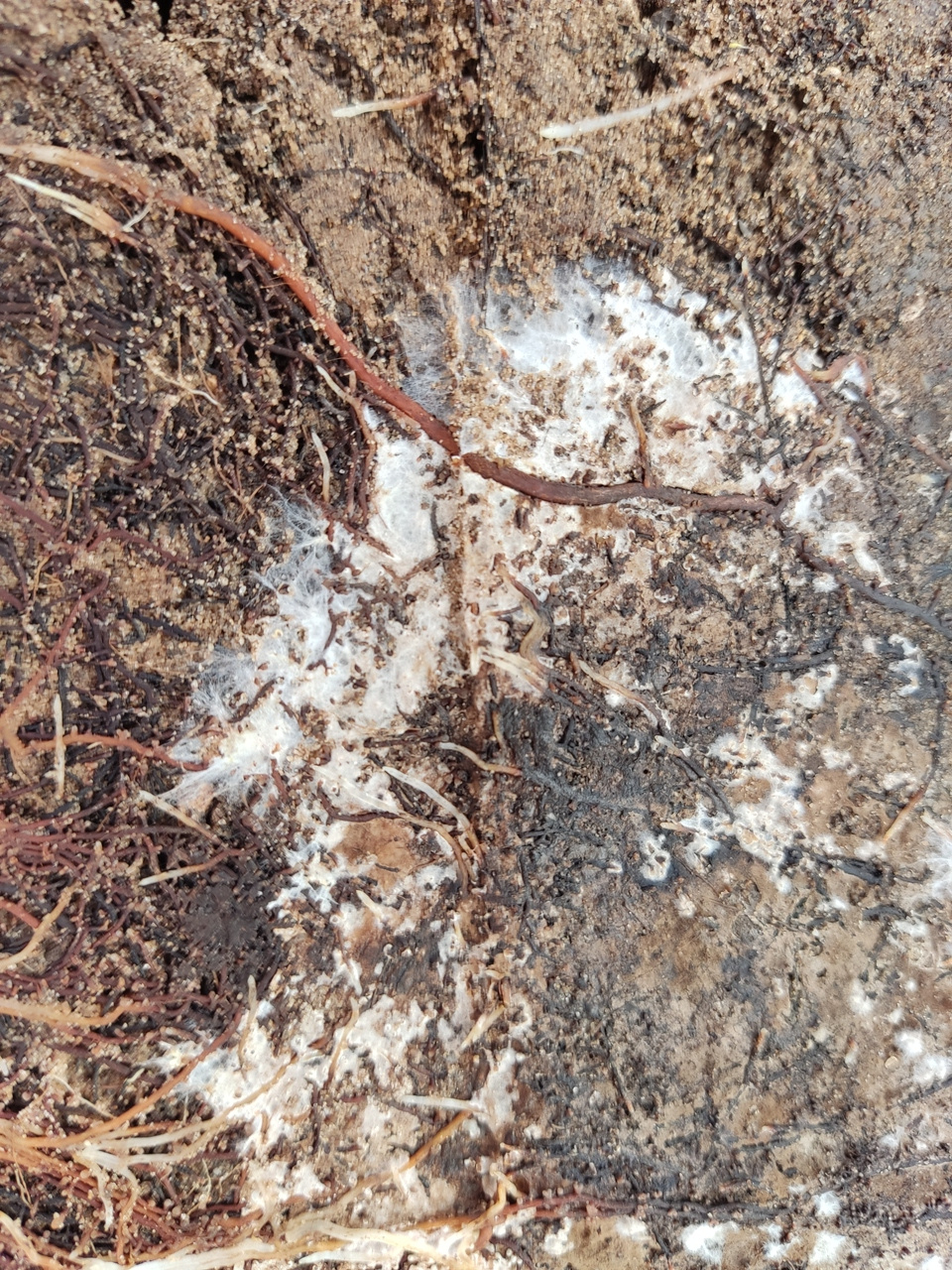 The forest BFF's (belowground fungal friends)