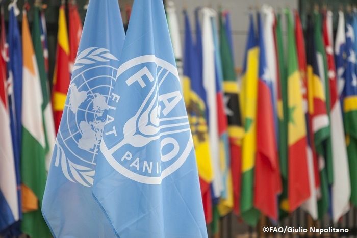 FAO is seeking top-level, global talent for the following positions