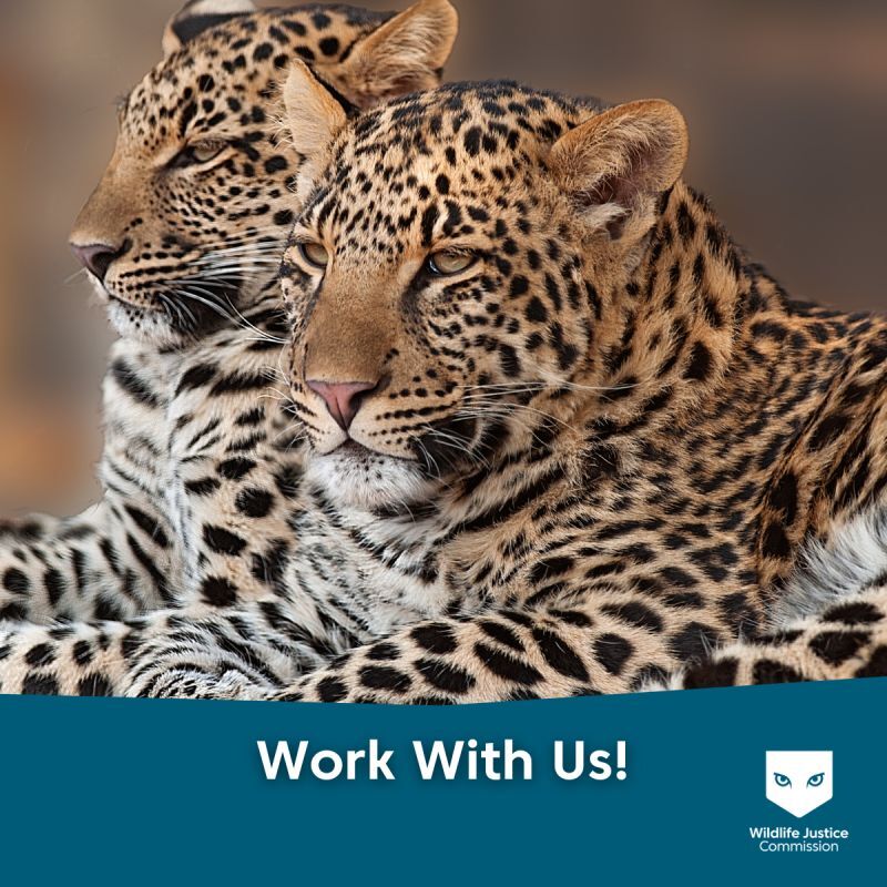 Job Opportunity: Strategic Partnership Intern with WJC