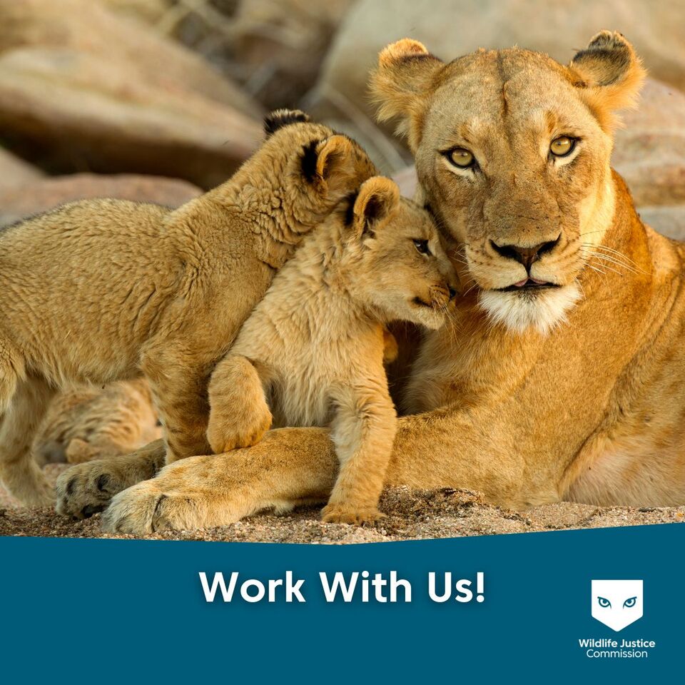 Wildlife Justice Commission is #Hiring