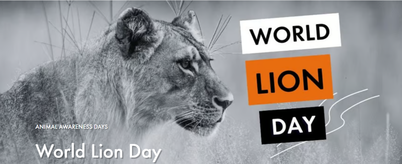 Today, the 10th August is #WorldLionDay