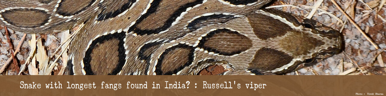 World Snake Day 2024