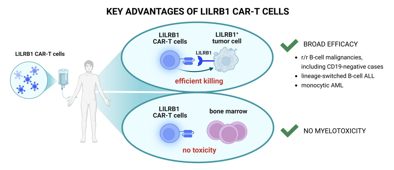 Beyond the Known: Unlocking a New CAR Target for Blood Cancers