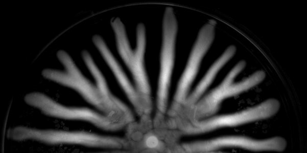 How to win against competitors and influence your neighbors