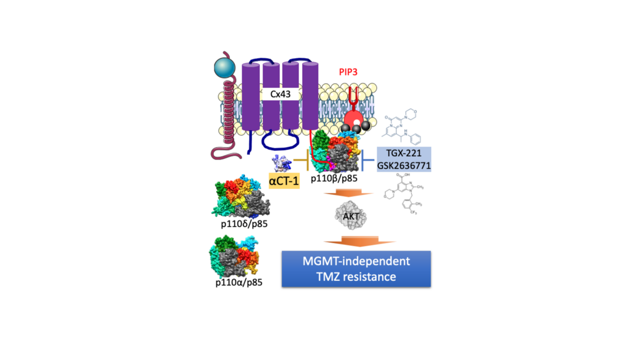 Glioblastoma chemoresistance driven by PI3K signaling and channel protein Cx43