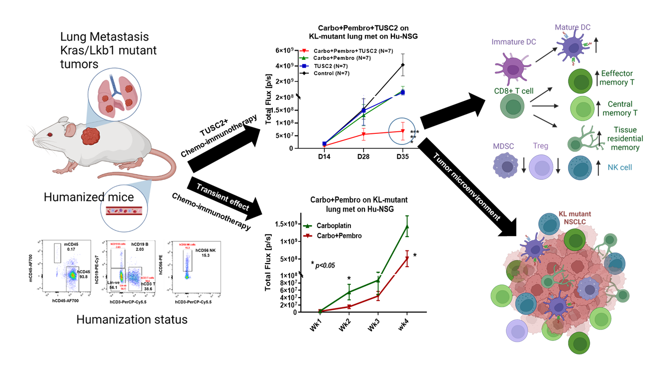 TUSC2 immunogene enhances efficacy of chemo-immuno combination on immunotherapy resistant Kras/Lkb1 mutant NSCLC in humanized mouse model