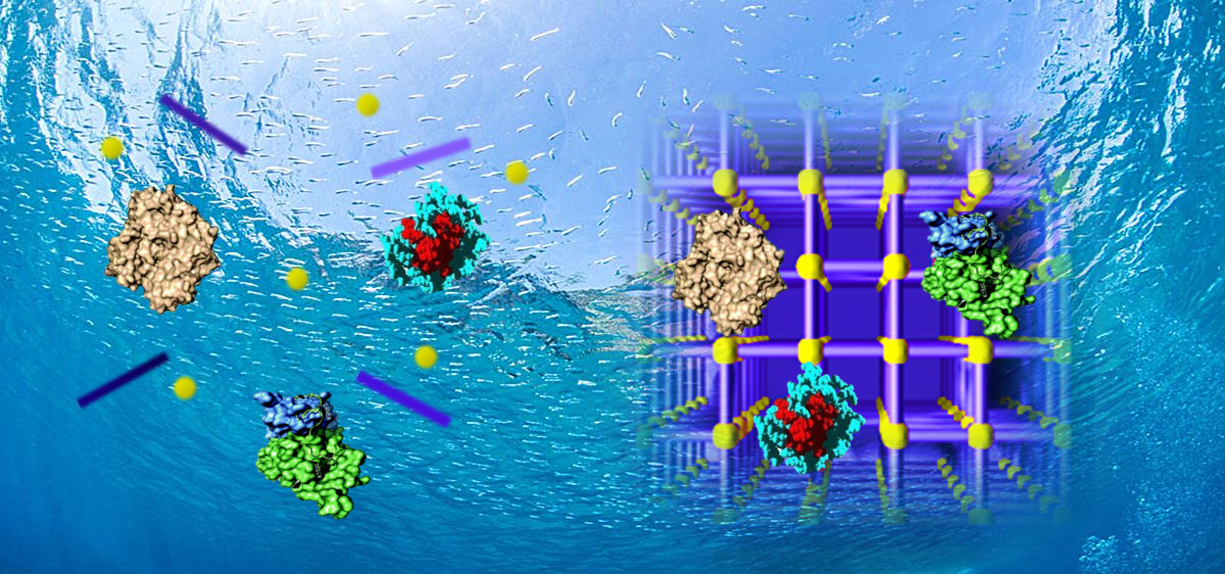 New insight into the structure-activity relationship of metal-organic frameworks biohybrids 
