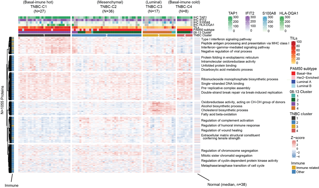 Proteomic analysis of archival breast cancer clinical specimens identifies biological subtypes with distinct survival outcomes