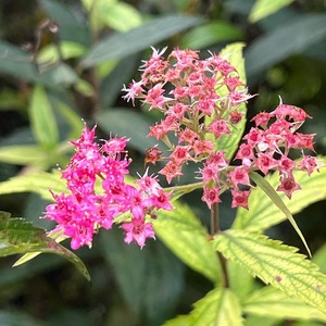 Go to the profile of Sila