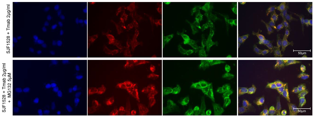 Improving antibody internalization with proteolysis targeting chimeras ...