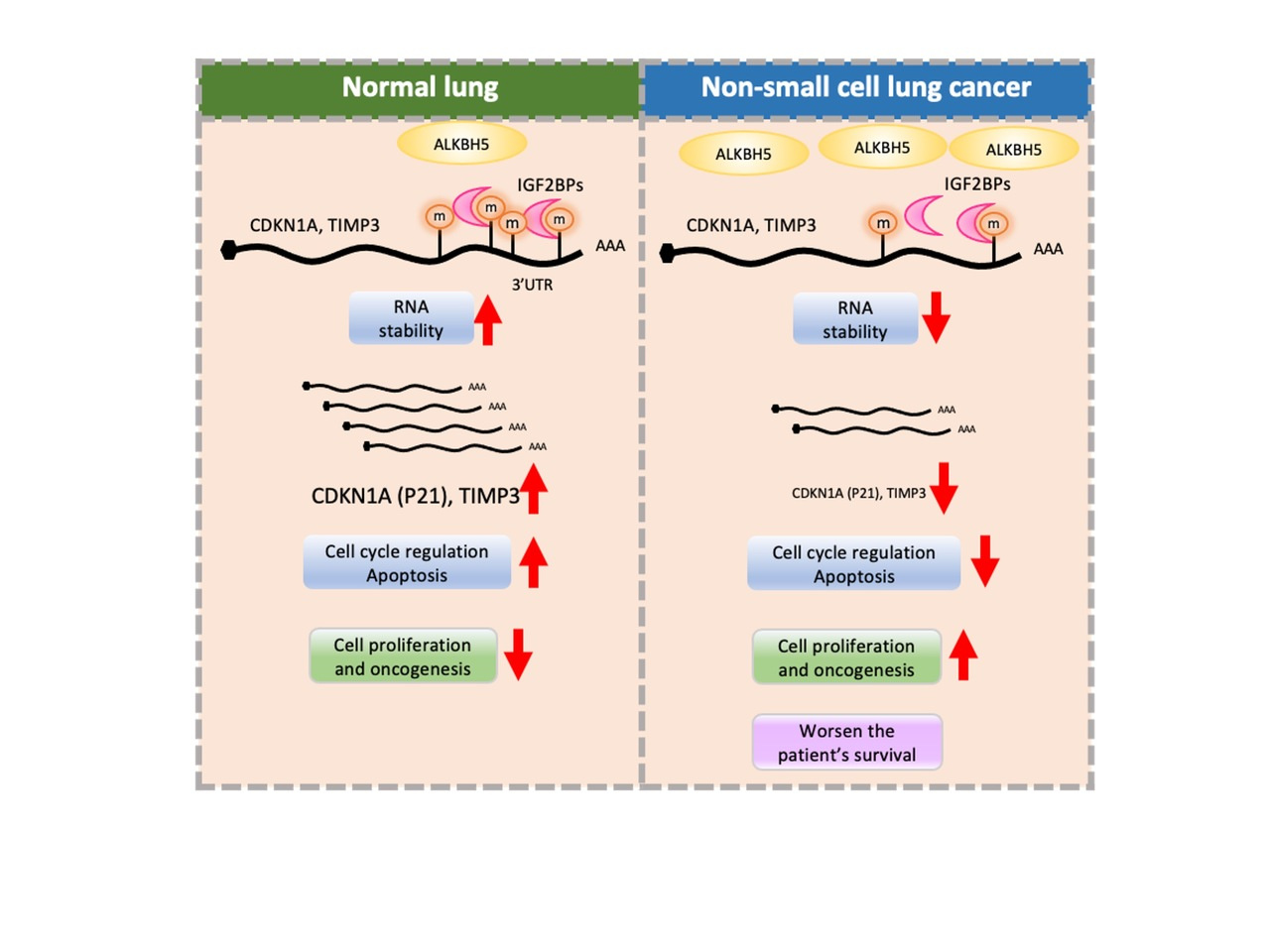How to detect ALKBH5 target to malignant behavior in NSCLC