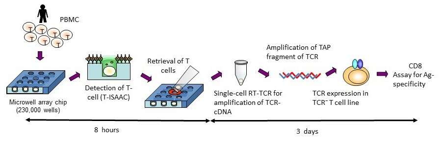 Rapid cloning of antigen-specific T-cell receptors by leveraging the cis activation of T cells