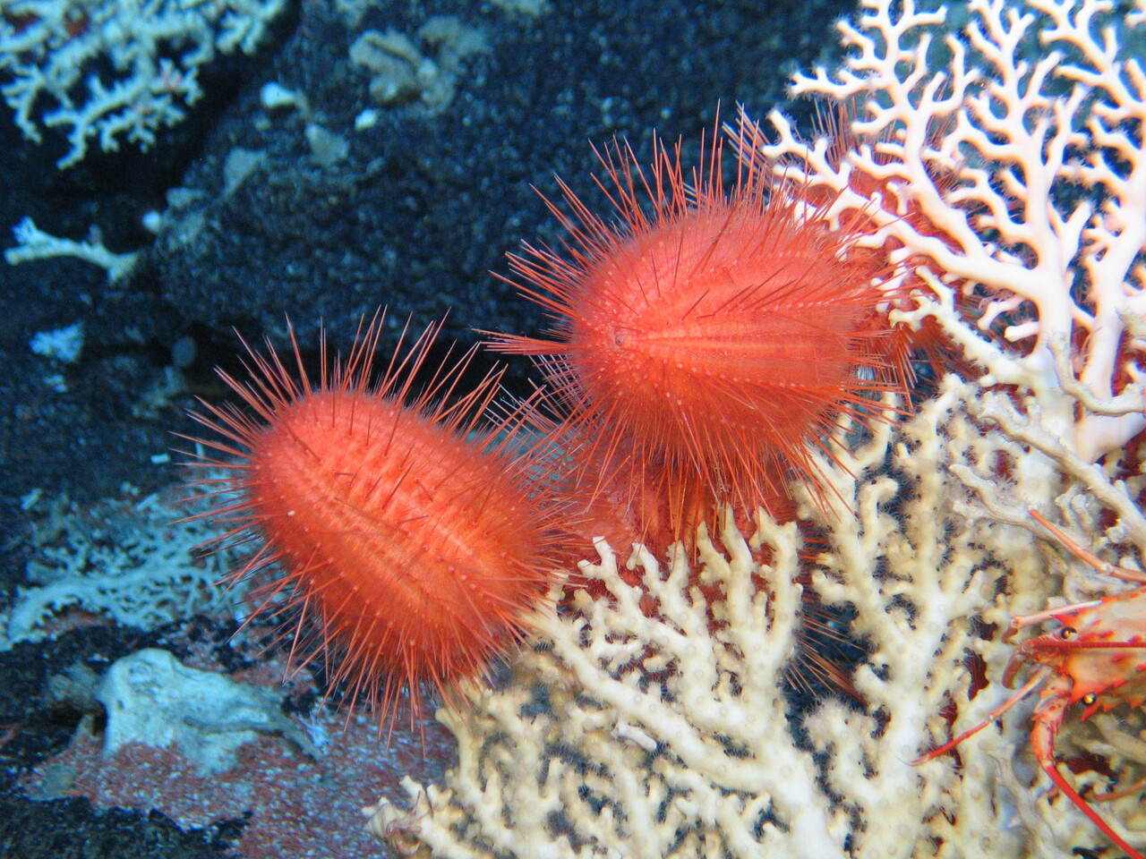 Virtual Event 24th June - Deep Horizons: Discovering Life in the Abyss