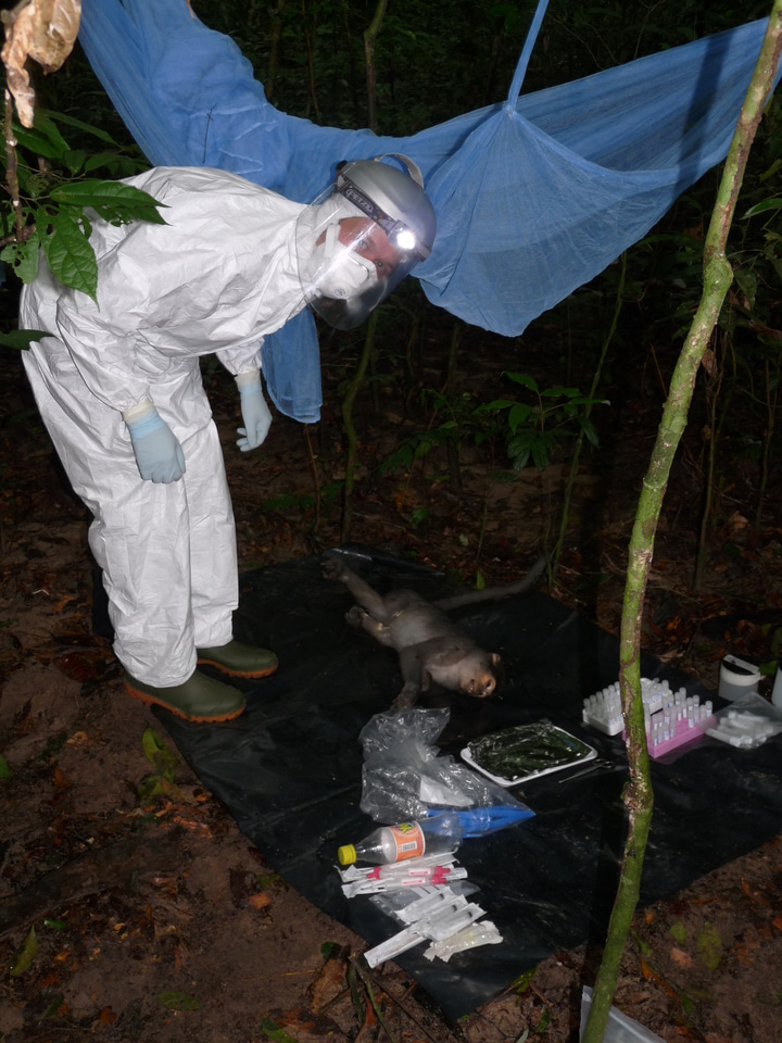 High anthrax mortality in a tropical rainforest