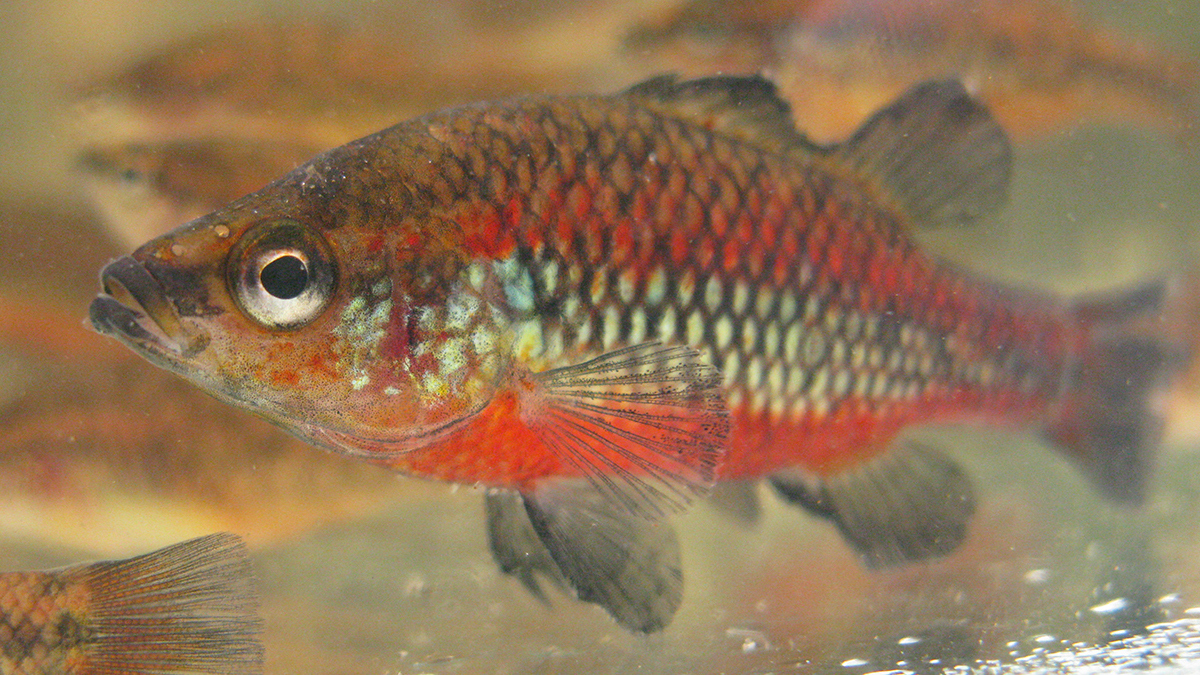 From stable past to uncertain future: how climatic stability shapes a biodiversity hotspot