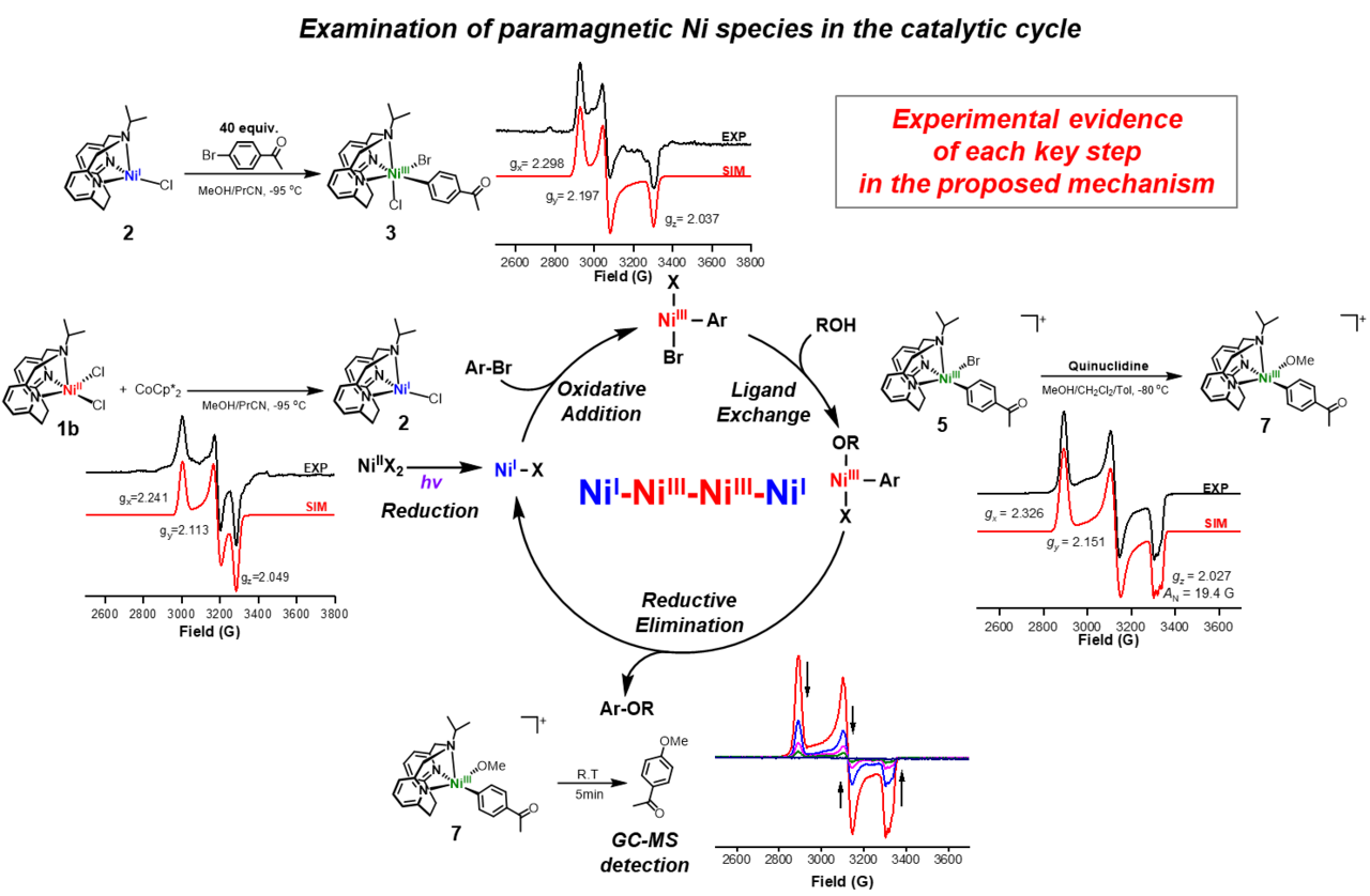 Deciphering the mechanism of the Ni-photocatalyzed C‒O cross-coupling reaction using a tridentate pyridinophane ligand