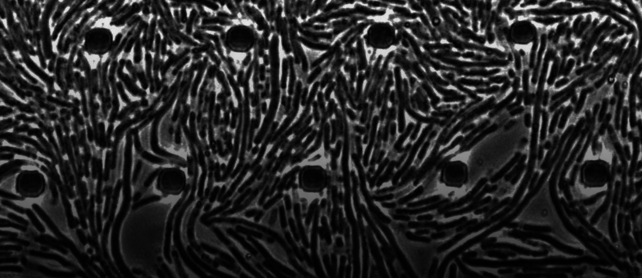 Antibiotics kill bacteria… by making them lose half of their body