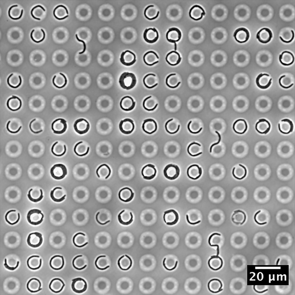Escherichia coli can get (mechanically) stressed out too Research