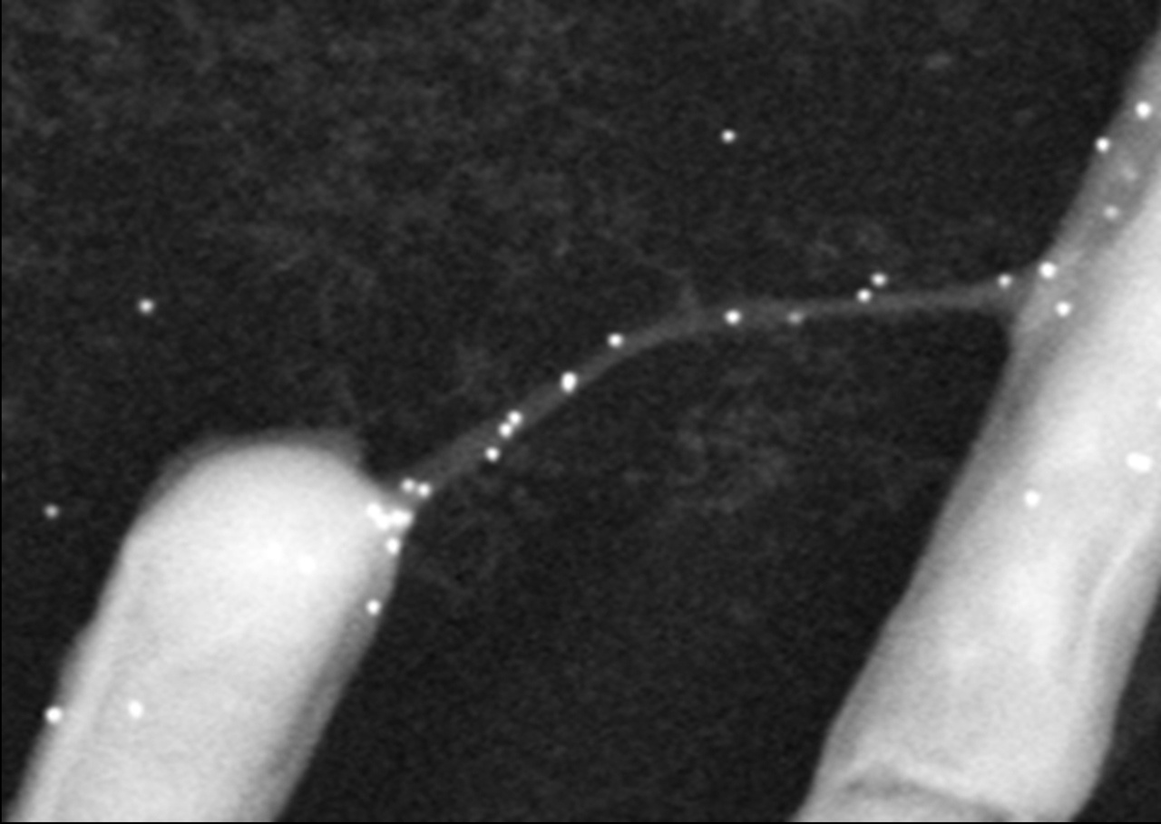 Bacillus subtilis kills and preys on its niche rival utilizing nanotubes 