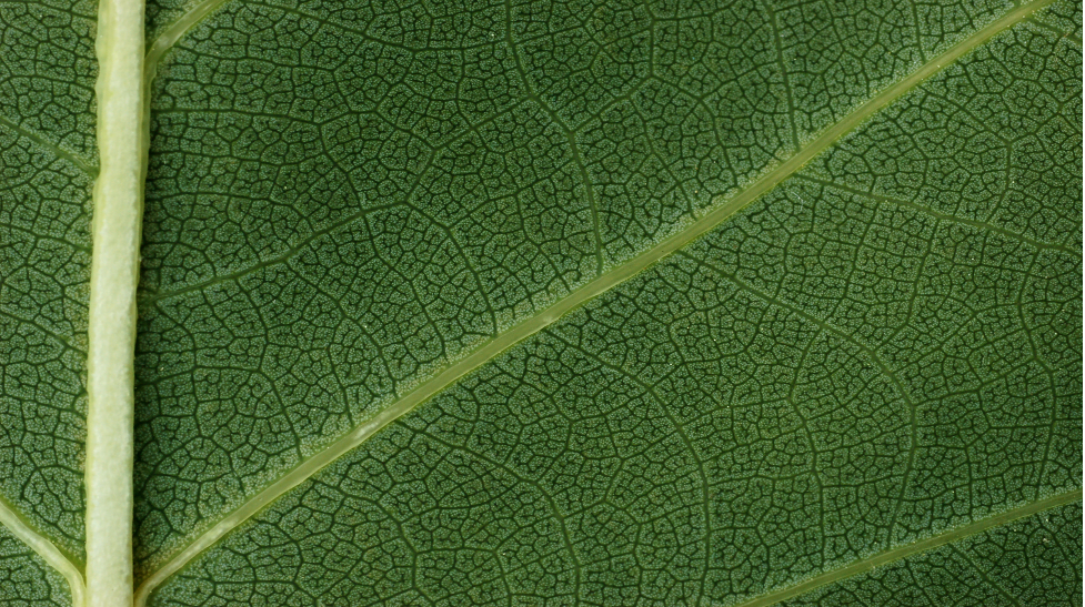 Ecosystem water use efficiency and the urgent need for climate action