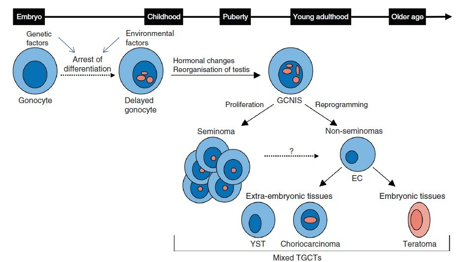 A role for RANKL signaling in testicular germ cell tumors