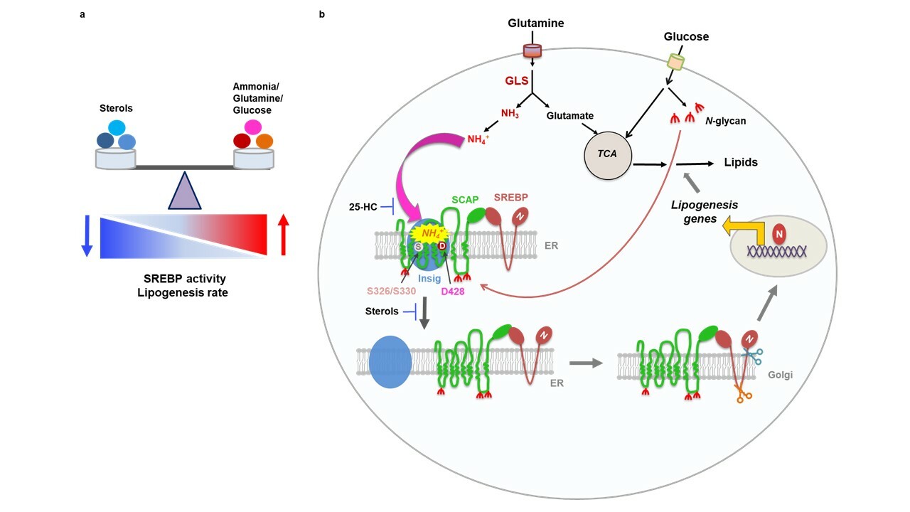 More than just a toxin: Ammonia is a critical signaling molecule for activating lipid synthesis