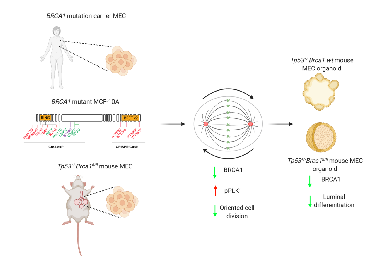 Inhibiting PLK1 activity in pathogenic BRCA1 variant cells reverses mutant phenotypes