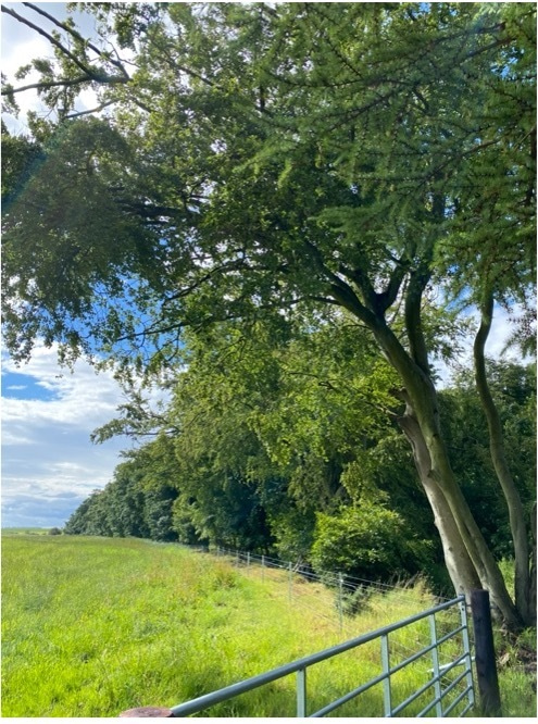 Research Blog Post - Week 5