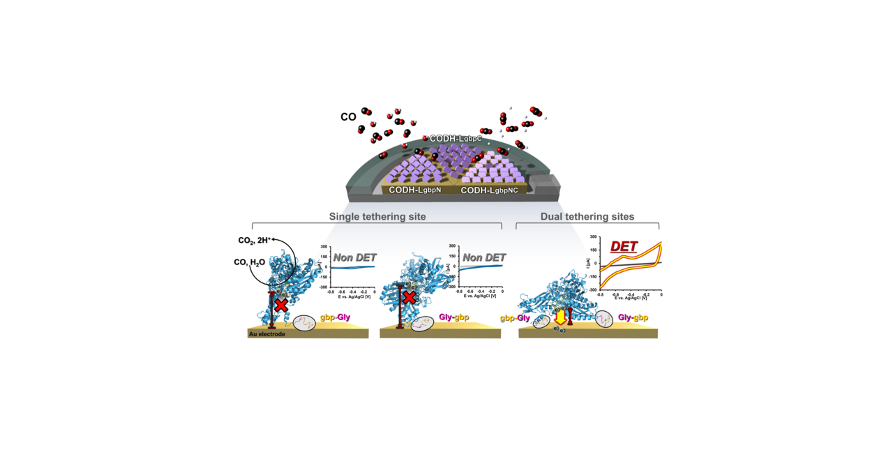 Control of enzyme orientation on electrode surface by site-specific immobilization