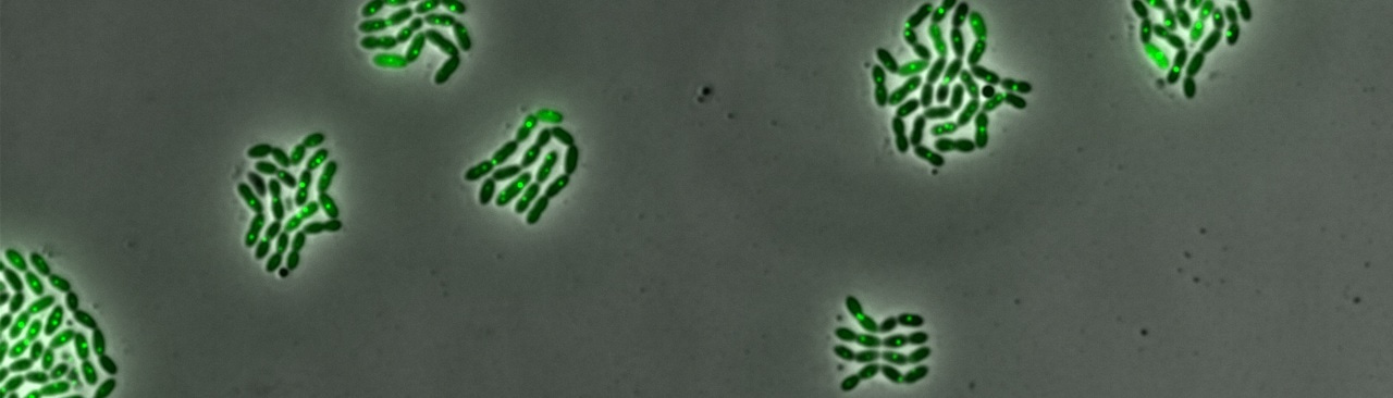 Synchronizing bacterial sex