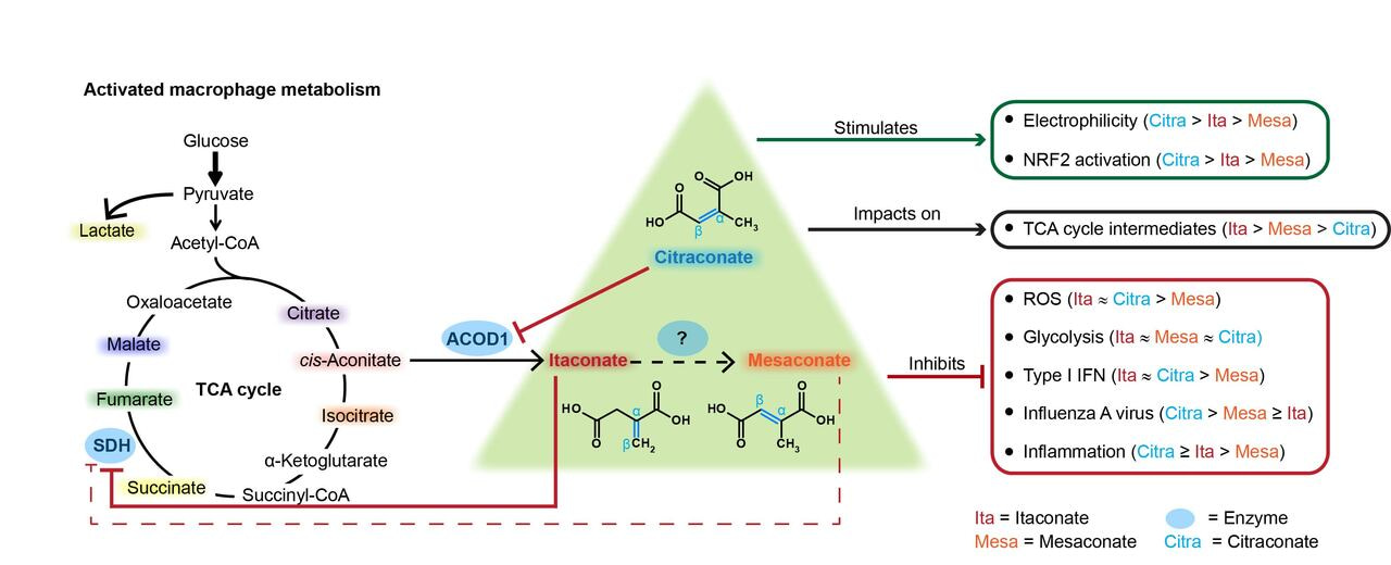 Citraconate inhibits ACOD1 (IRG1) catalysis, reduces interferon responses and oxidative stress, and modulates inflammation and cell metabolism