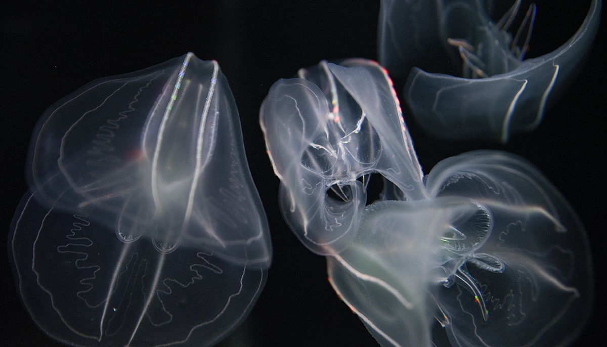 Growing Ctenophores