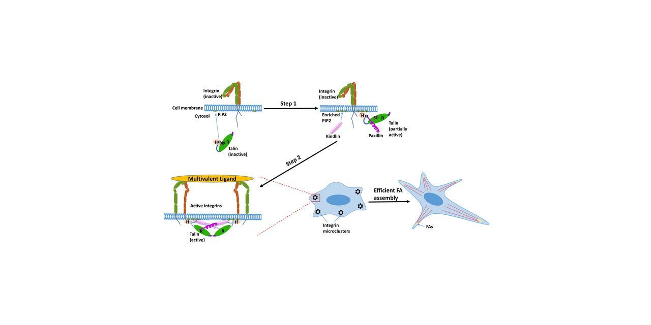 Assembly of talin-centered supramolecular machinery at the early stage of cell adhesion